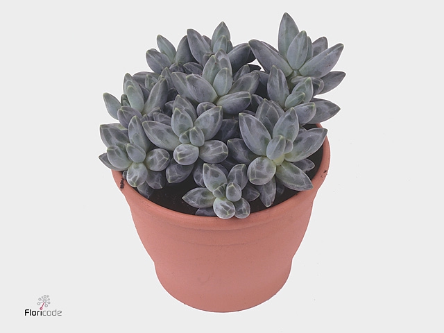 PACHYPHYTUM COMPACTU
