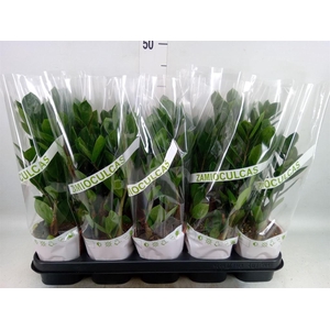 Zamioculcas zamiifolia