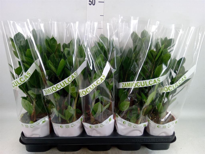 <h4>Zamioculcas zamiifolia</h4>