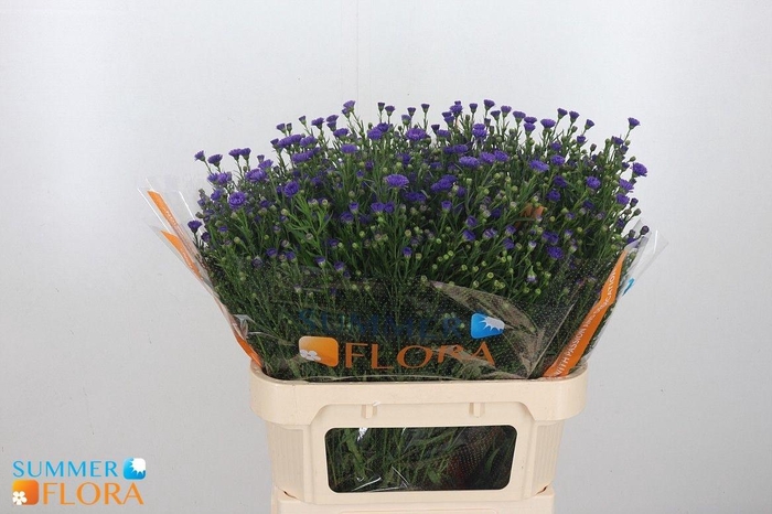 <h4>AST CASAMARE</h4>