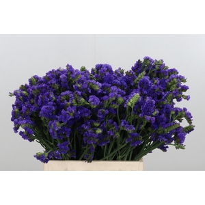 Statice Crystal Dark Blue