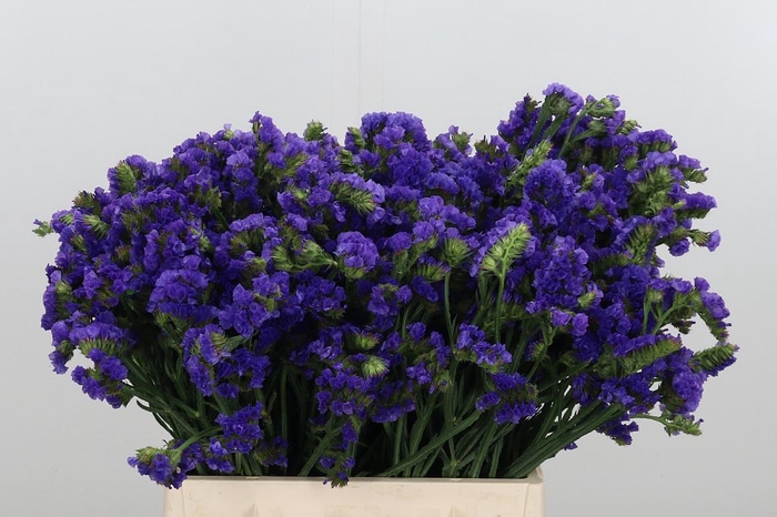 <h4>Statice Crystal Dark Blue</h4>