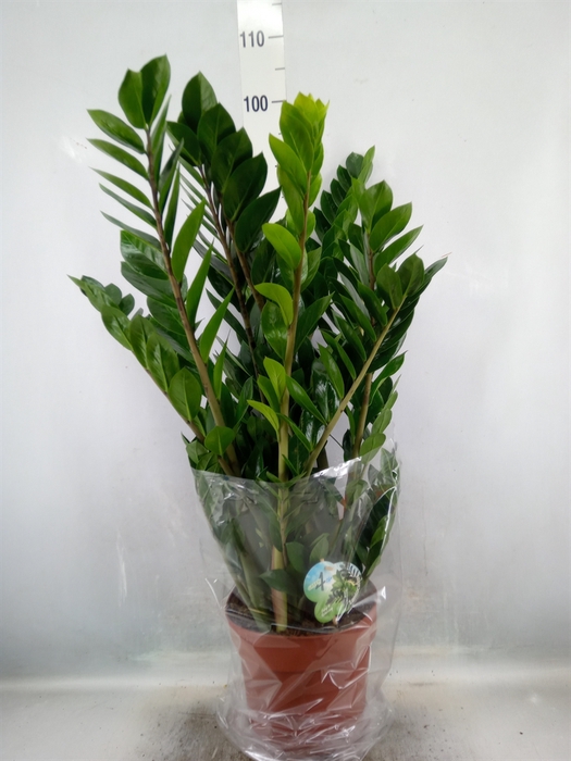 Zamioculcas zamiifolia