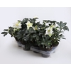 HELLEBORUS NIGER P13 STENEN POT
