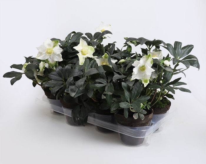 HELLEBORUS NIGER P13 STENEN POT