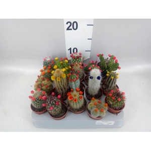 Cactus   ...decorated