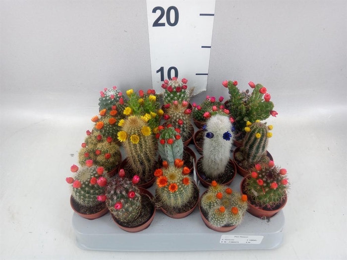 <h4>Cactus   ...decorated</h4>