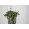 ALSTROEMERIA POMPEII 080 CM