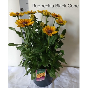 RUDB SUNBECK OPHELIA