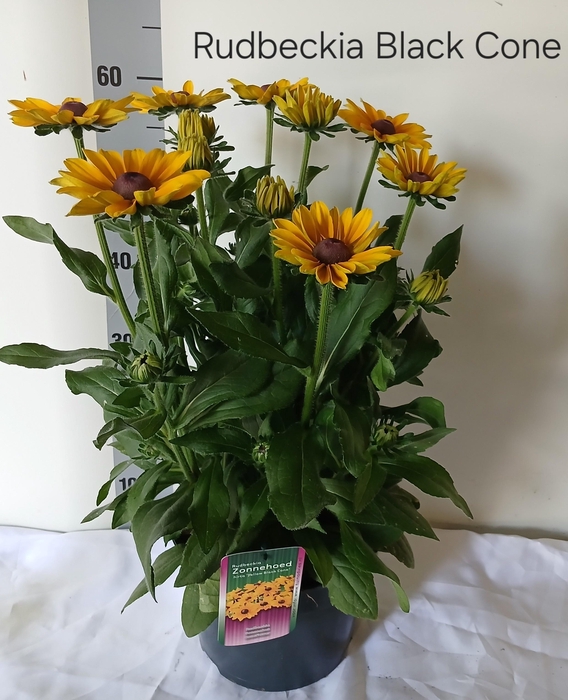 <h4>RUDB SUNBECK OPHELIA</h4>