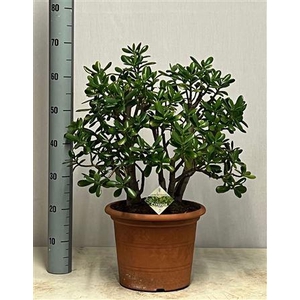 Crass Ovata