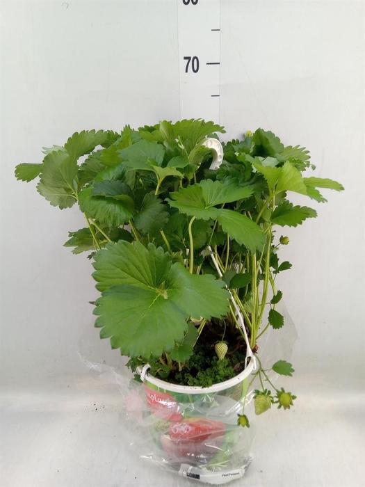 <h4>Fragaria   ...</h4>