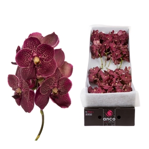 Vanda Sunanda Chocolate Red x 16