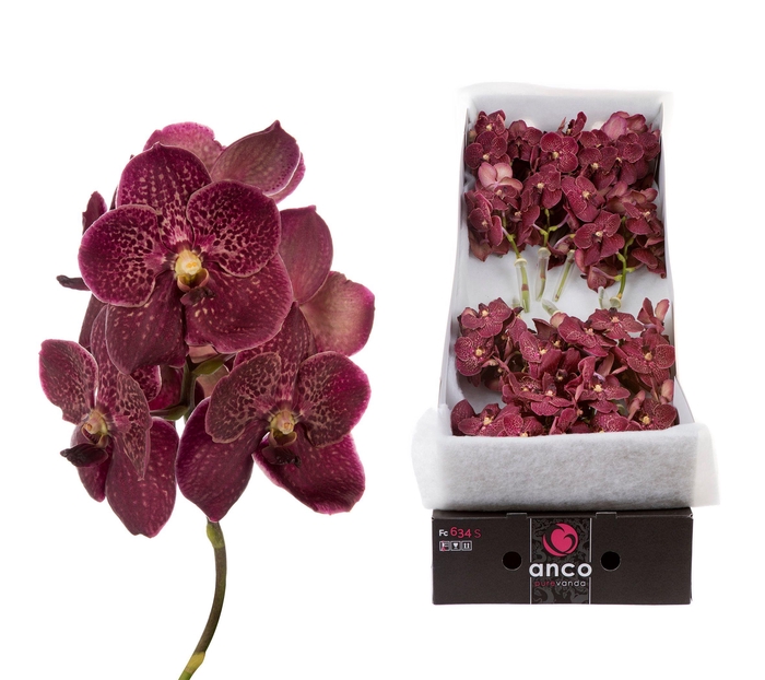 <h4>Vanda Sunanda Chocolate Red x 16</h4>