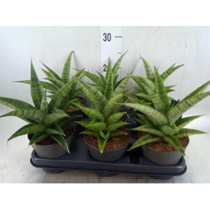 Sansevieria cyl.  ...