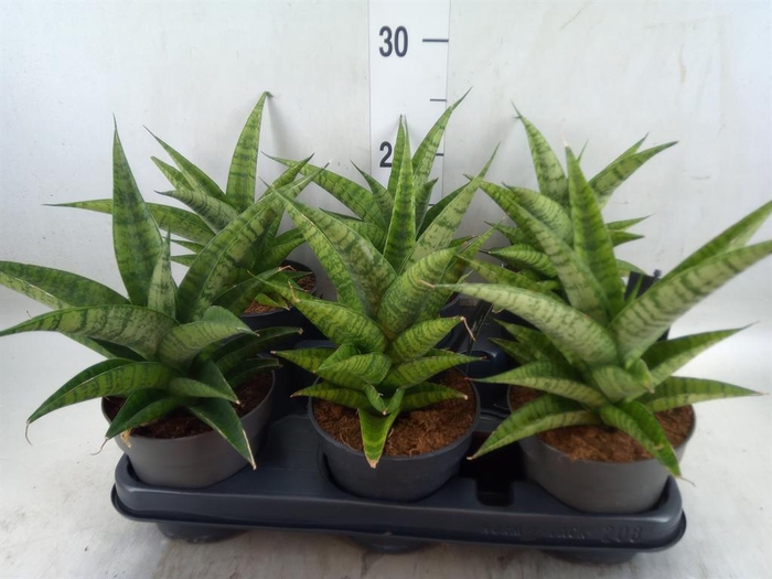 <h4>Sansevieria cyl.  ...</h4>