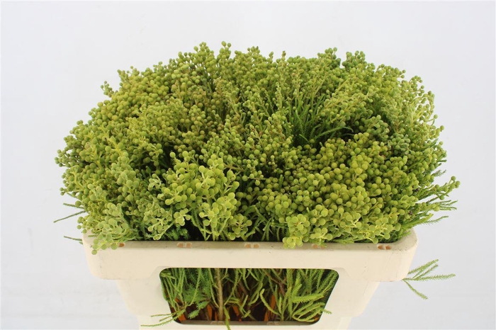 <h4>Berzelia lanuginosa</h4>