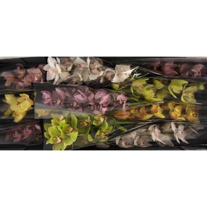 Cymbidium Mix