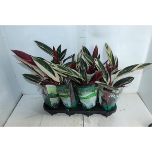 CALATHEA TRIALSTAR P12