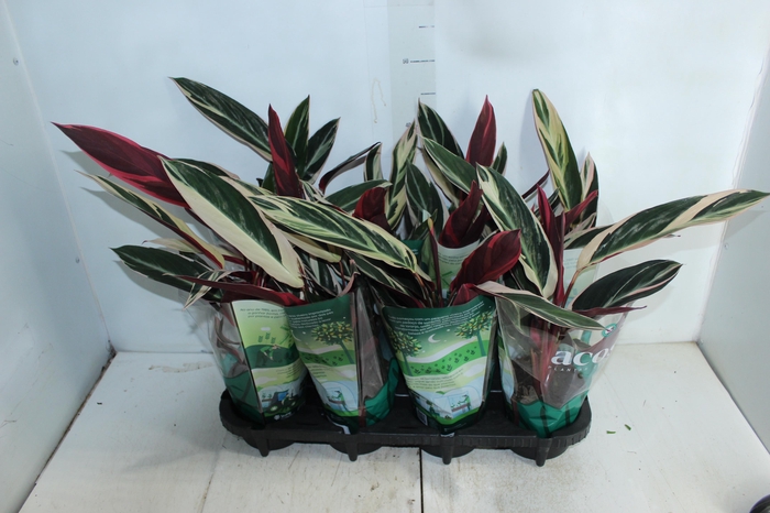 <h4>CALATHEA TRIALSTAR P12</h4>