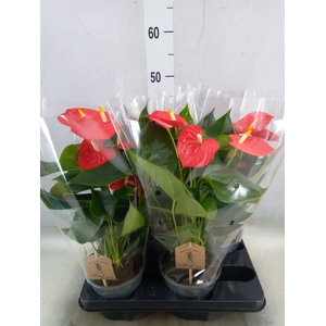 Anthurium andr. 'Esudo'