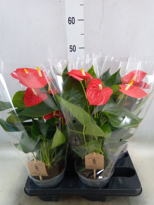 <h4>Anthurium andr. 'Esudo'</h4>