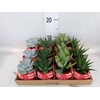 Arr.  Succulents L%