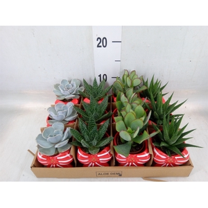 Arr.  Succulents L%
