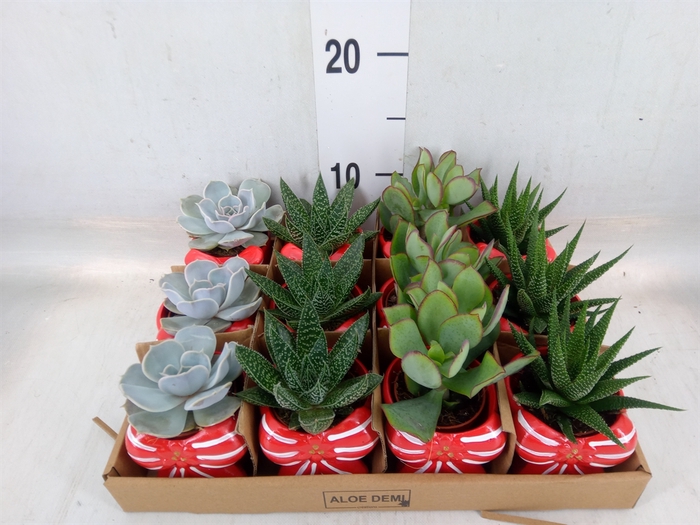 <h4>Arr.  Succulents L%</h4>