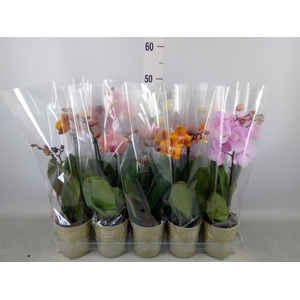 Phalaenopsis   ...mix