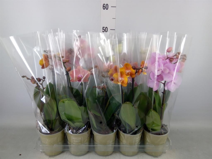 <h4>Phalaenopsis   ...mix</h4>