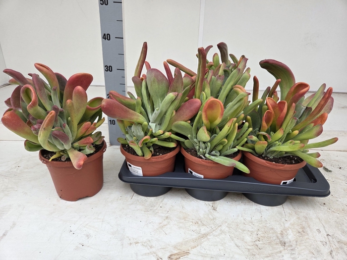 <h4>KALANCHOE OV</h4>