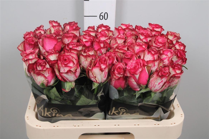 <h4>R Gr Barracuda</h4>