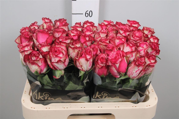 <h4>R Gr Barracuda</h4>