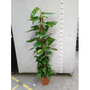 Epipremnum pinn.   ...moss stick