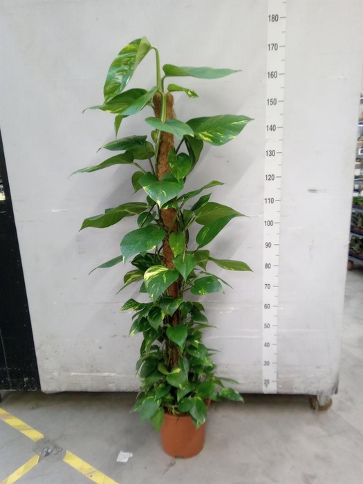 <h4>Epipremnum pinn.   ...moss stick</h4>