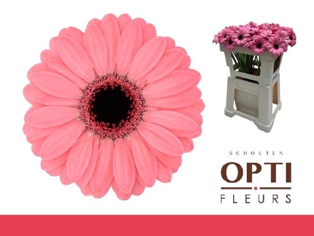 <h4>GE MI JOLIE</h4>