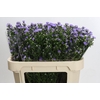 Aster 'Cassandra'