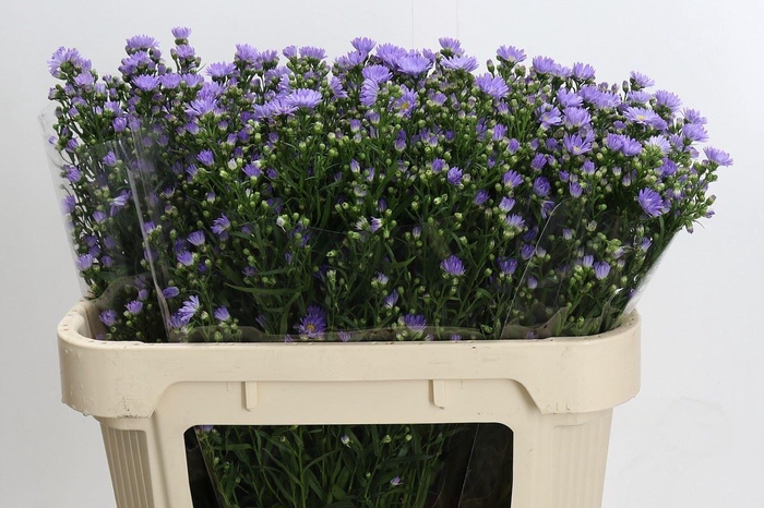 <h4>Aster 'Cassandra'</h4>