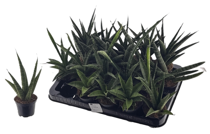 <h4>Sansev Cylindrica Ov</h4>