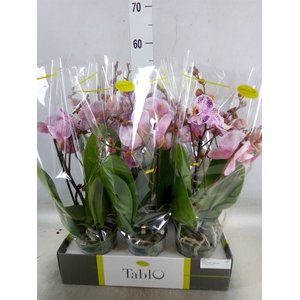 Phalaenopsis   ...rose
