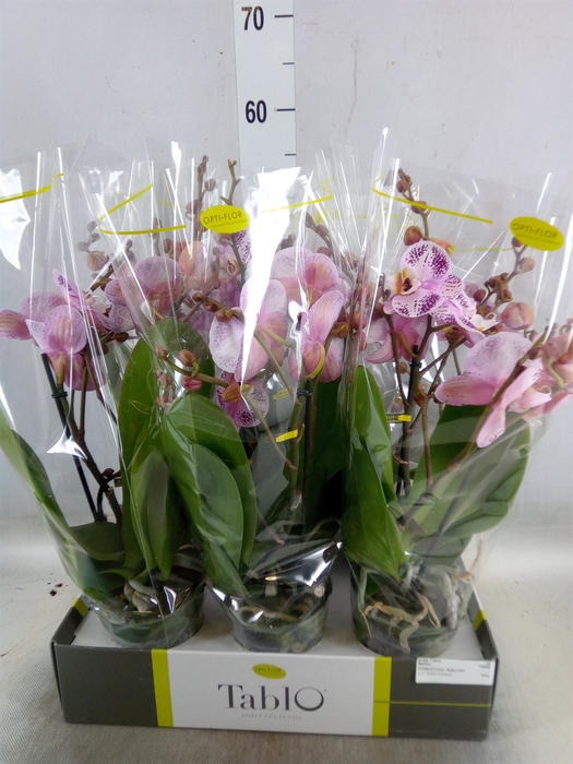 <h4>Phalaenopsis   ...rose</h4>