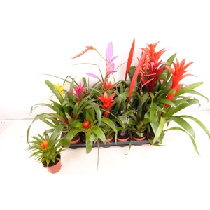 BROMELIA  GEM 14 SRT