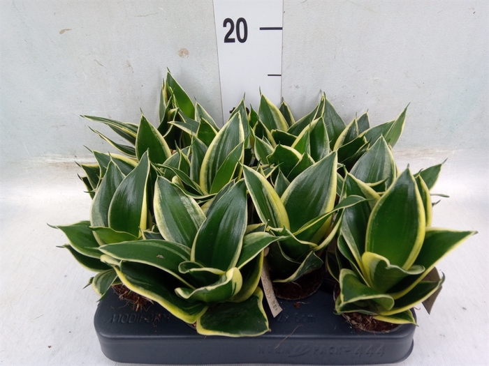 <h4>Sansevieria trifa.   ...</h4>