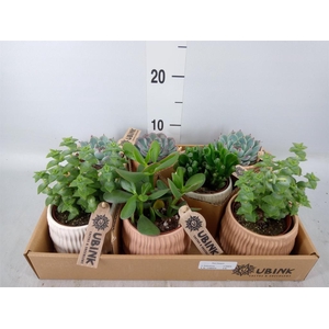 Succulents   ...