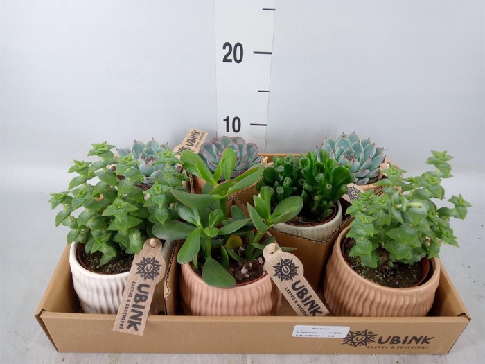 <h4>Succulents   ...</h4>