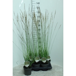 Molinia caerulea
