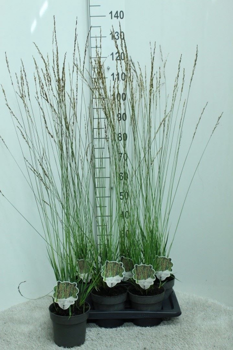 <h4>Molinia caerulea</h4>