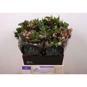 Helleborus Mammoth Pink Marginpar