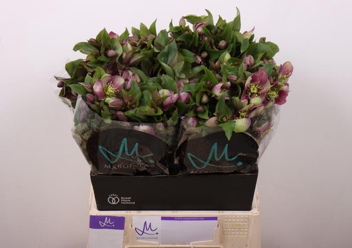 <h4>Helleborus Mammoth Pink Marginpar</h4>